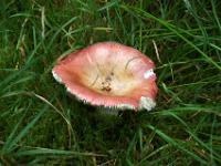 Angefressener Pilz im lichten Unterholz